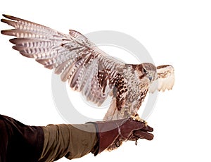 Saker Falcon isolated on white