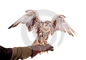 Saker Falcon isolated on white