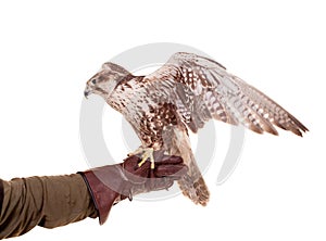 Saker Falcon isolated on white