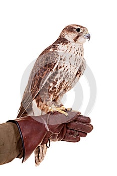 Saker Falcon isolated on white