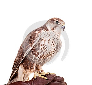 Saker Falcon isolated on white