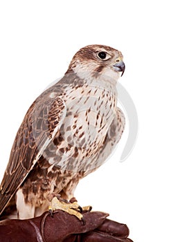 Saker Falcon isolated on white