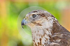 Saker falcon portrait (Falco cherrug)