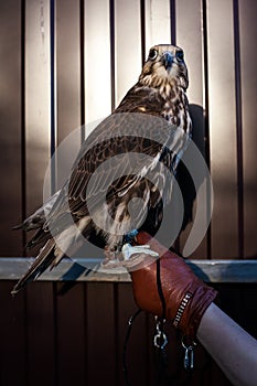 Saker falcon portreit