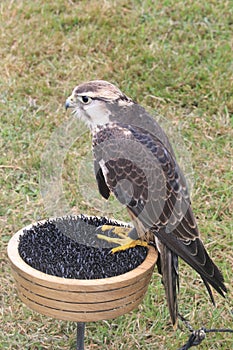 Saker Falcon ready for display