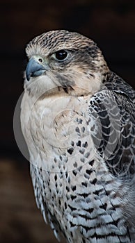 Saker Falcon  resting on his perch