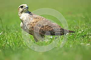 Saker falcon