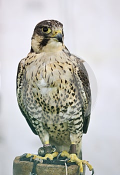 Saker Peregrine cross Falcon