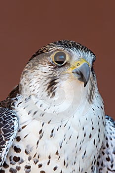 Saker Saqr falcon Falco cherrug hybrid mix portrait head shot very close up. Falconry or keeping falcons and racing them in