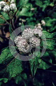 Sakhalin flower burdock