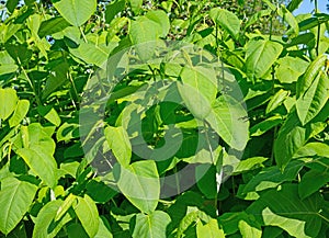 Sakhalin Knotweed, Fallopia sachalinensis, in a close-up photo