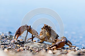 Sakhalin. Little crab on the beach.