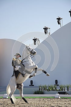 Sakhir, Bahrain Nov 26: Lipizzaner Stallions show