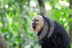 Saki monkey