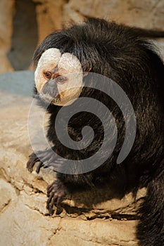 Saki Monkey