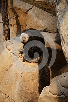 Saki Monkey