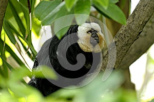 Saki monkey