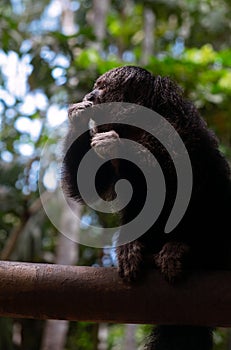 Saki monkey in Mocagua  Amazonas  Colombia photo