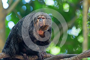 Saki Monkey Portrait