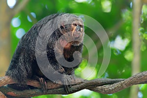 Saki Monkey Portrait