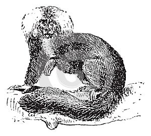 Sakis or Saki monkey, vintage engraving