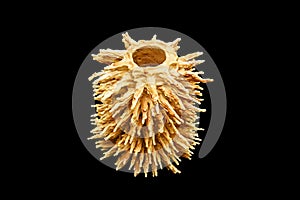 Sakotis Lithuania cake