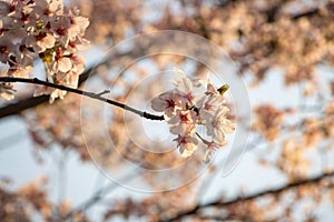 Sakura In Afternoon Sun.