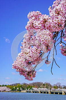Sakura of april in washington, dc, united states