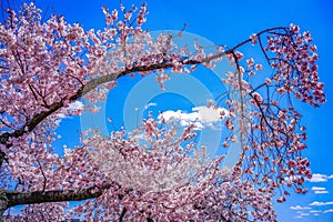 Sakura of april in washington, dc, united states