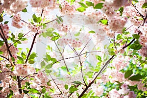 Sakura background. Blooming pink flowers of tree buds on a background of blue sky. Beautiful delicate spring flower.