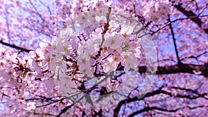 Sakura background in springtime at Tokyo Japan