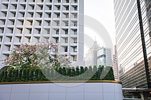 Sakura on the background of white skyscrapers. concept of contrast of old traditions and modern world