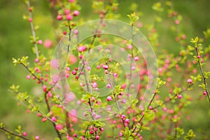Sakura, beautiful cherry blossom buds in springtime. Close up spring Pink cherry flowers buds background