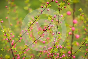 Sakura, beautiful cherry blossom buds in springtime. Close up spring Pink cherry flowers buds background