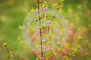 Sakura, beautiful cherry blossom buds in springtime. Close up spring Pink cherry flowers buds background