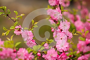 Sakura, beautiful cherry blossom in springtime. Close up spring Pink cherry flowers background