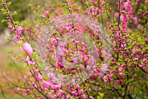 Sakura, beautiful cherry blossom in springtime. Close up spring Pink cherry flowers background