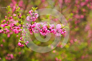 Sakura, beautiful cherry blossom in springtime. Close up spring Pink cherry flowers background