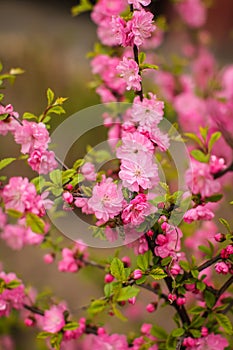 Sakura, beautiful cherry blossom in springtime. Close up spring Pink cherry flowers background