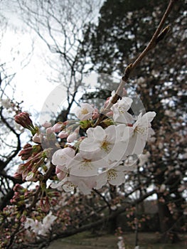 Sakura - Beginning of Cherry Blossom season in Japan