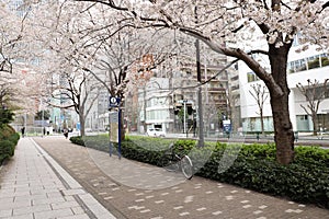 Sakura and bicycle background, Spring in Japan, Sakura flower in Japan