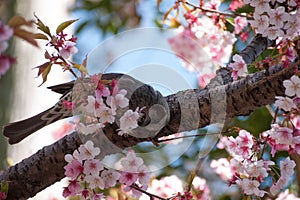 Sakura and bird