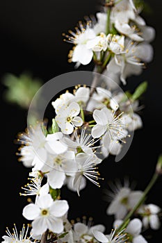 Sakura on a black background