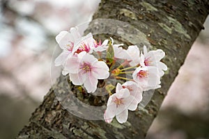 Sakura Bloom