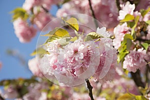 Sakura in bloom. Cherry blossoms. Spring flowers. Hanami season