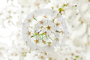 sakura bloom of cherry tree in spring