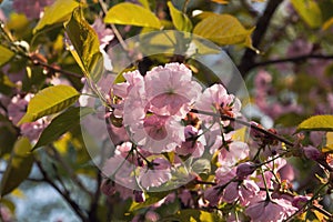 Sakura bloomed in the garden in spring