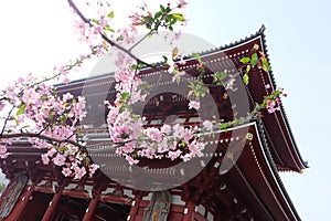 Sakura bloomimg at Sensoji Temple, Tokyo