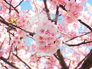 Sakura Blooming beautifully in Izu Kawazu Japan in Spring