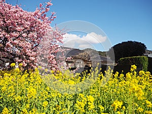 Sakura Blooming beautifully in Izu Kawazu Japan in Spring